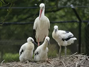 White stork (Ciconia ciconia) parent standing beside its three developing chicks