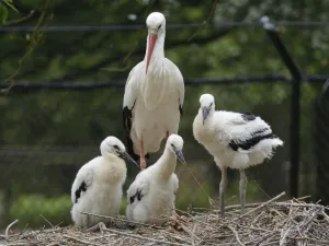Sussex Prints: White stork (Ciconia ciconia) parent standing beside its three developing chicks