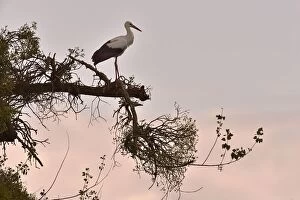 White Stork (Ciconia ciconia) perched on branch at sunset, Vendee, France, July