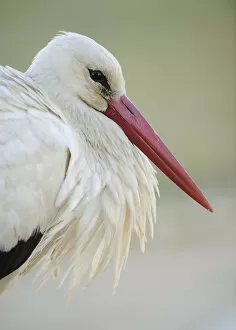 Images Dated 31st March 2009: White stork (Ciconia ciconia) portrait, La Serena, Extremadura, Spain, March 2009