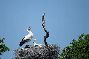 Sussex Prints: White stork (Ciconia ciconia) standing on nest calling