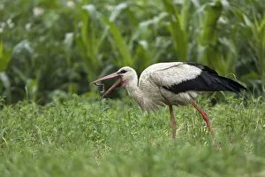 Storks Prints: White stork (Ciconia ciconia) throwing Earthworm (Lumbricus sp) into air before feeding