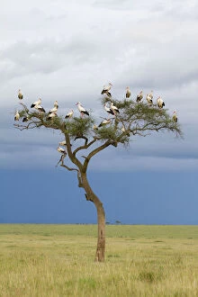 Migration Collection: White stork (Ciconia ciconia) in tree, migrating towards Europe, Masai-Mara Game Reserve
