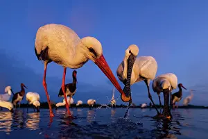Ciconiidae Prints: White storks (Ciconia ciconia)