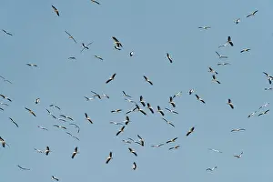 Ciconiidae Prints: White storks (Ciconia ciconia) flock in flight