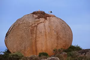 Images Dated 5th April 2009: White storks (Ciconia ciconia) at nest, on large granite boulder, Los Barruecos Natural Monument