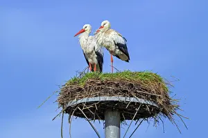 Ciconiidae Prints: White storks (Ciconia ciconia) pair