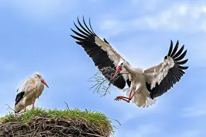 Ciconiidae Prints: White storks (Ciconia ciconia) pair