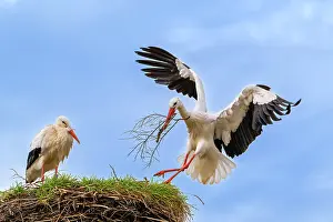 Ciconiidae Prints: White storks (Ciconia ciconia) pair