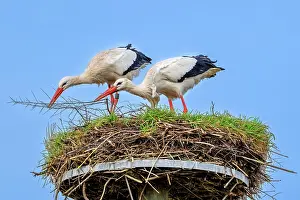 Ciconiidae Prints: White storks (Ciconia ciconia) pair