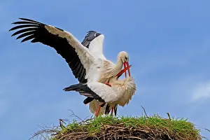 Ciconiidae Prints: White storks (Ciconia ciconia) pair mating on old nest from previous spring