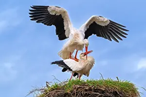 Ciconiidae Prints: White storks (Ciconia ciconia) pair mating on old nest from previous spring