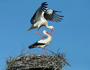Ciconiidae Prints: White storks (Ciconia ciconia) pair on nest, preparing for mating, Denmark. April