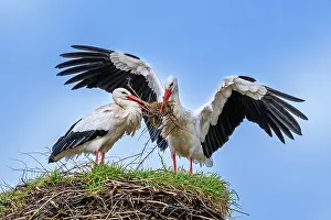 Ciconiidae Prints: White storks (Ciconia ciconia) pair reinforcing old nest from previous spring with twigs and sticks for nesting