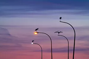 Pink Gallery: Four White storks (Ciconia ciconia) perched on street lights, silhouetted at dusk, Madrid, Spain