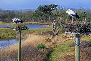 Ciconiidae Prints: White storks (Ciconia ciconia) returning to nests on man-made platforms in late winter