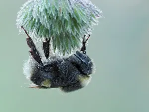 Bumble Bee Prints: White tailed bumblebee (Bombus lucorum) roosting on grass seedhead at dawn with dew