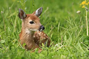 Images Dated 25th May 2009: White tailed deer (Odocoileus virginianus), fawn age one week, captive, USA