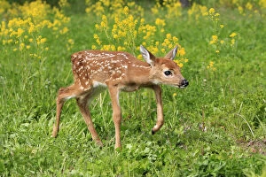 Baby Animals Collection: White tailed deer (Odocoileus virginianus), fawn age one week, captive, USA