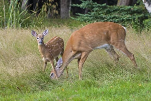 North American Wildlife Collection: White-tailed Deer (Odocoileus virginianus) mother and fawn, Acadia National Park, Maine, USA