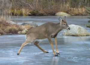 Acadia National Park Gallery: White-tailed Deer (Odocoileus virginianus) sliding on ice. Acadia National Park, Maine, USA