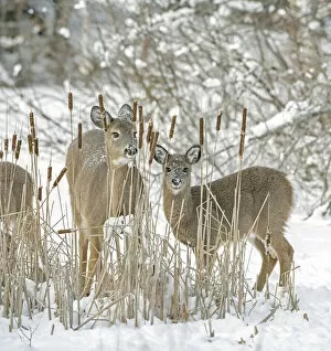 2020 January Highlights Collection: White-tailed deer (Odocoileus virginianus) doe and fawn standing amongst Bulrushes