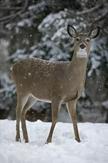 White-tailed deer (Odocoileus virginianus) doe standing in snow, New York, USA