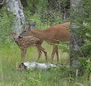 Images Dated 17th May 2022: White-tailed deer (Odocoileus virginianus) doe with fawn in woodland, Acadia National Park, Maine