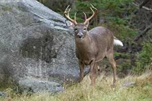 Artiodactyla Prints: White-tailed deer (Odocoileus virginianus) buck