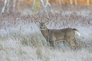 White-tailed Deer (Odocoileus virginianus) buck during the rut. Acadia National Park, Maine, USA