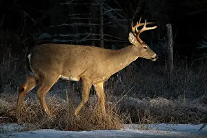 Antlers Prints: White-tailed deer (Odocoileus virginianus) buck walking on an icy beaver pond at dawn