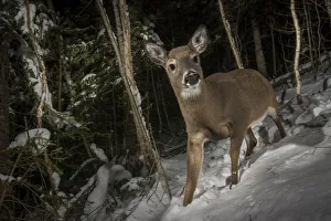 Odocoileus Prints: White-tailed deer (Odocoileus virginianus) camera trap image, New Brunswick, Canada