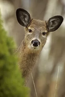 Cervids Collection: White-tailed deer (Odocoileus virginianus) doe. New York, USA, November