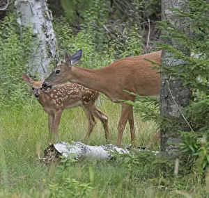 Looking Prints: White-tailed deer (Odocoileus virginianus) doe with fawn in woodland