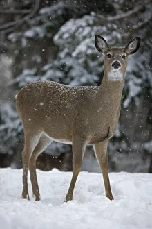 Odocoileus Prints: White-tailed deer (Odocoileus virginianus) doe standing in snow, New York, USA