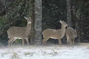 Gloomy Prints: Three White-tailed deer (Odocoileus virginianus) does sheltering under trees during snowstorm
