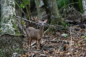 True Deer Prints: White-tailed deer (Odocoileus virginianus) in dry rainforest habitat