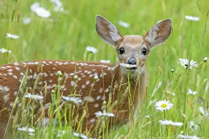 Acadia National Park Gallery: White-tailed deer (Odocoileus virginianus) fawn, standing among wildflowers and long grass