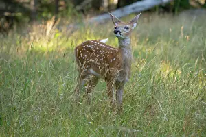 Spotted Prints: White-tailed deer (Odocoileus virginianus) fawn