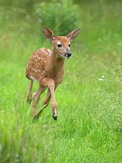 Odocoileus Prints: White-tailed deer (Odocoileus virginianus) fawn running in grass