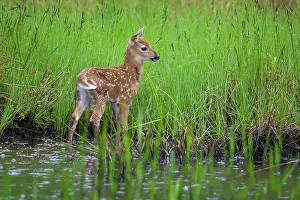 Spotted Prints: White-tailed deer (Odocoileus virginianus) fawn standing in a beaver pond