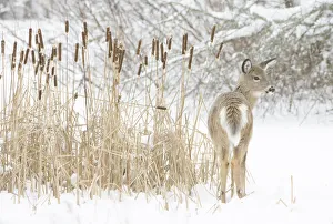 White-tailed deer (Odocoileus virginianus) fawn standing beside Bulrushes (Typha sp)
