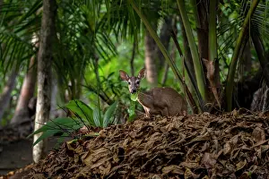 True Deer Prints: White-tailed deer (Odocoileus virginianus) feeding on vegetation in dry rainforest habitat