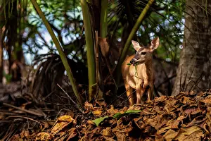 Natural Light Prints: White-tailed deer (Odocoileus virginianus) feeding on vegetation in dry rainforest habitat