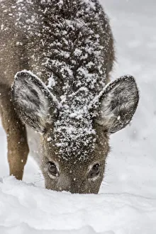 White-tailed deer (Odocoileus virginianus) female grazing in snow, Acadia National Park