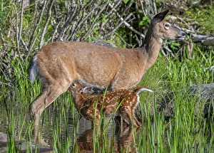 Artiodactyla Prints: White-tailed deer (Odocoileus virginianus) female nursing her fawn