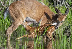 Artiodactyla Prints: White-tailed deer (Odocoileus virginianus) female nursing her fawn