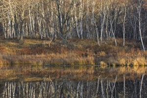 White-tailed Deer (Odocoileus virginianus) in front of forest, with reflection of trees in water