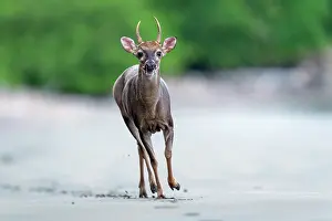True Deer Prints: White-tailed deer (Odocoileus virginianus) male