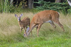 Odocoileus Prints: White-tailed Deer (Odocoileus virginianus) mother and fawn